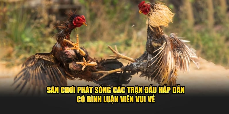 Hình thức Cách Chơi Đá gà I9BET cựa sắt thu hút thành viên tại nhà cái cá cược