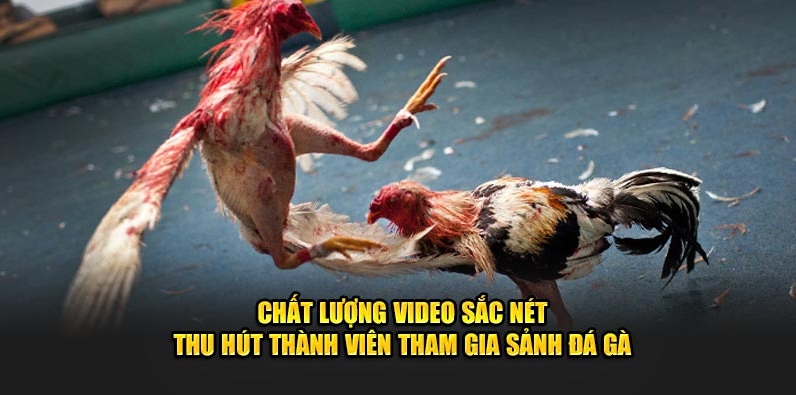 Tổng hợp thông tin về sân chơi chất lượng tại nhà cái cá cược